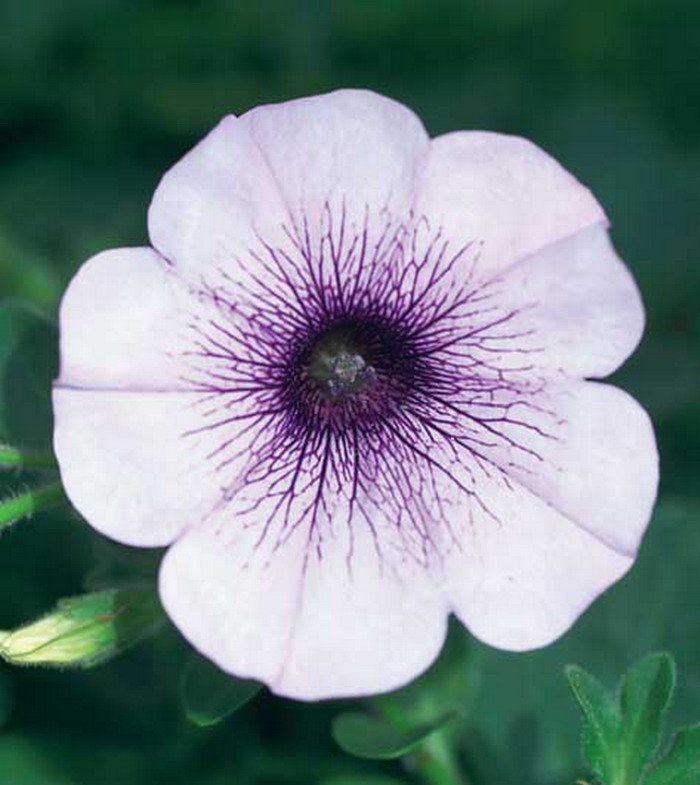 Петуния Сурфиния Блю Вейн